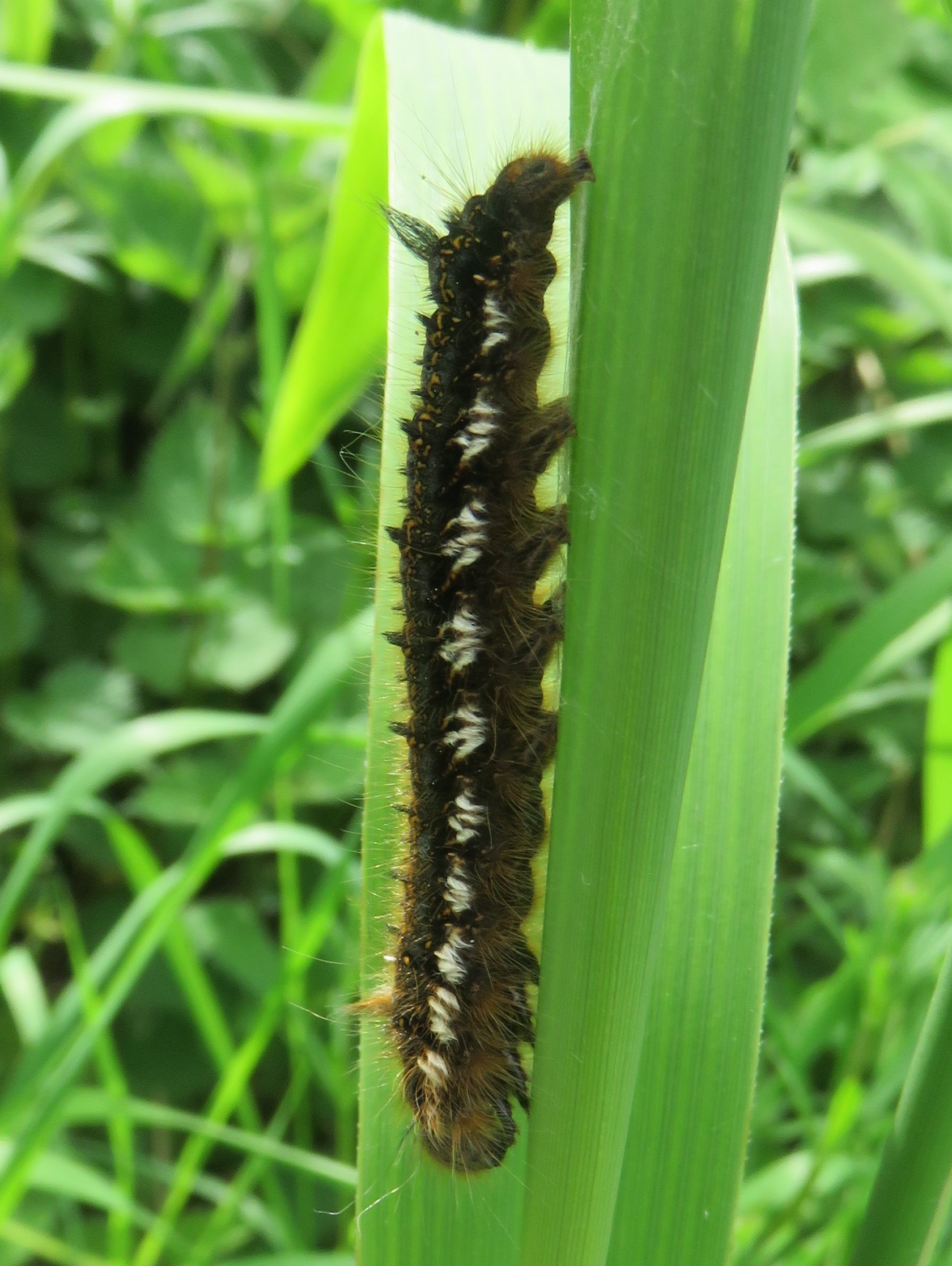 Howardian Local Nature Reserve