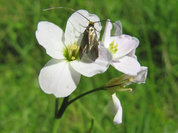 Adela rufimitrella, V