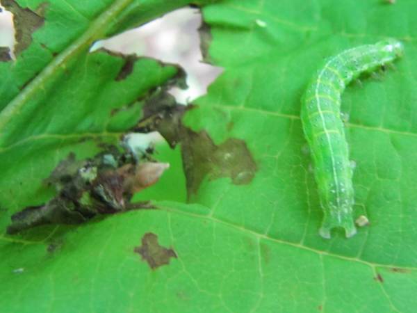 Dun-bar Moth (Caterpillar)