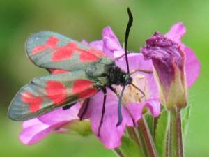 Six-Spot Burnet (Confluent form)