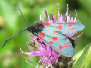 Six-Spot Burnet