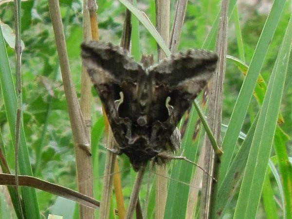 Howardian Local Nature Reserve