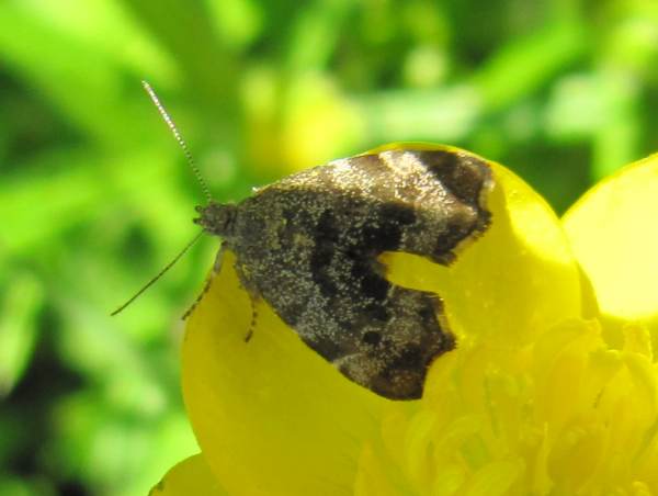 Depressaria daucella (Caterpillar)