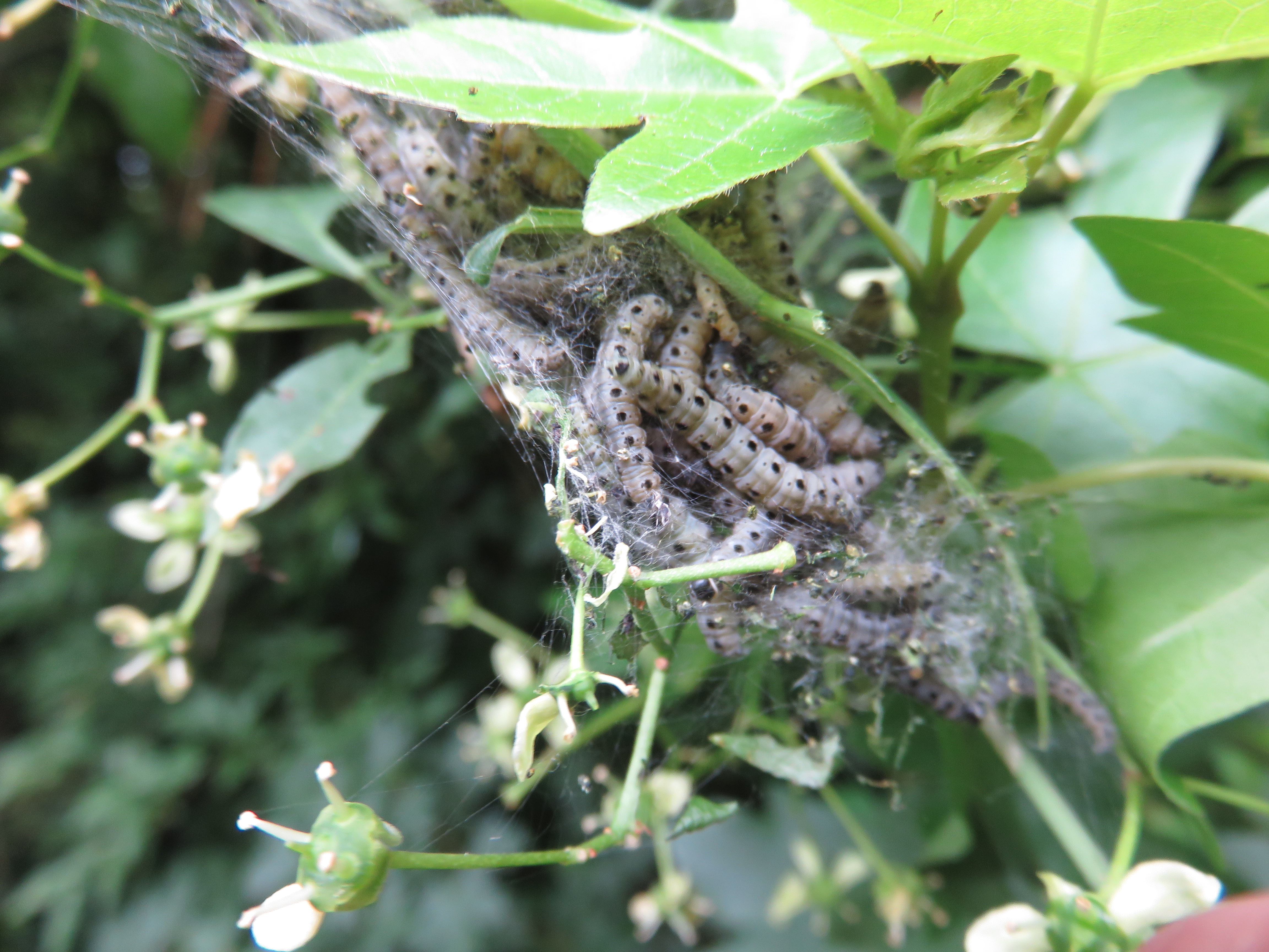 Howardian Local Nature Reserve
  Spindle Ermine (Caterpillar ~ May)