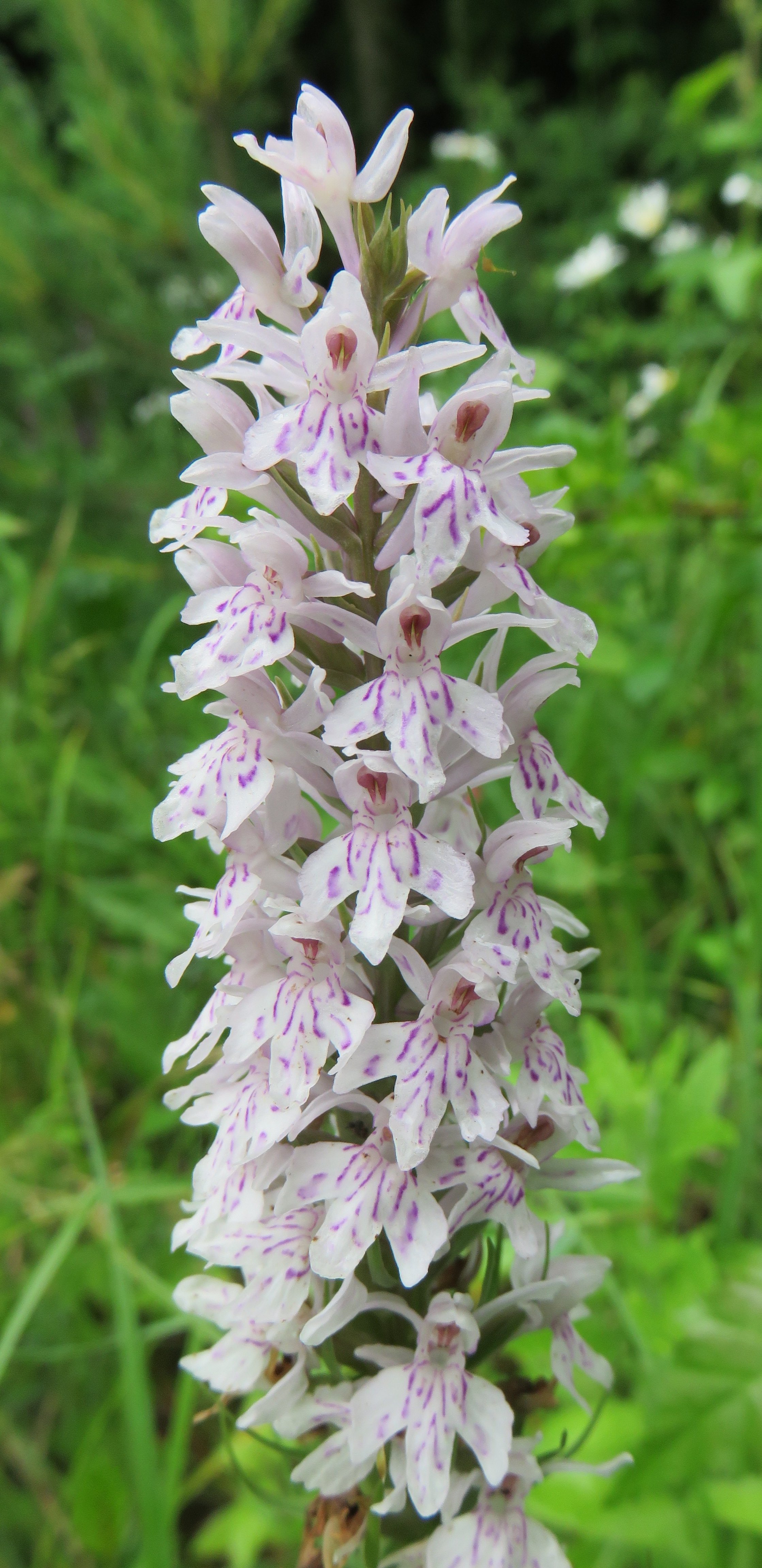 Common Spotted-orchid