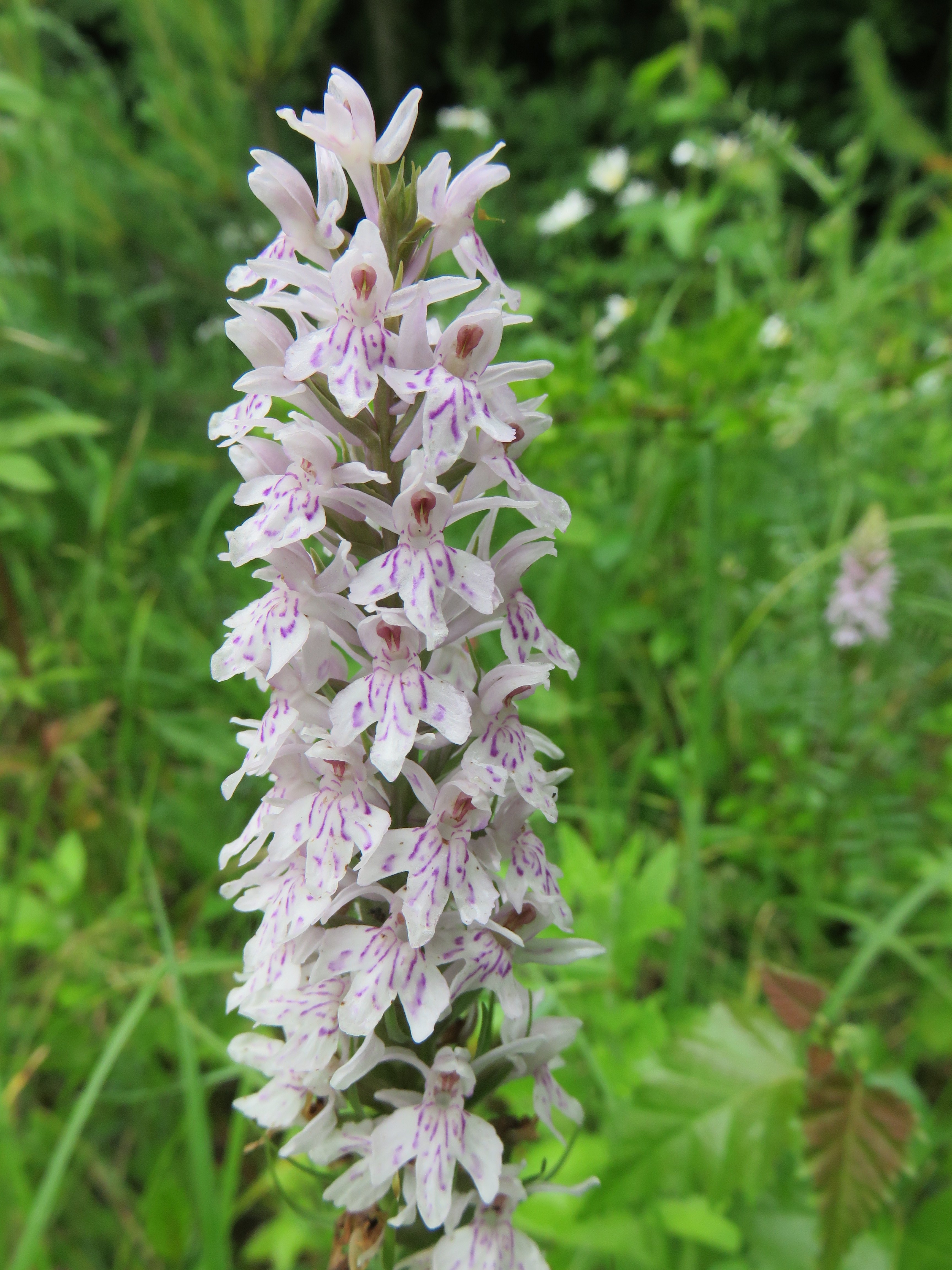 Howardian Local Nature Reserve Common Spotted-orchid (Dactylorhiza fuchsii)