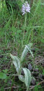 Variegated Common Spotted-orchid