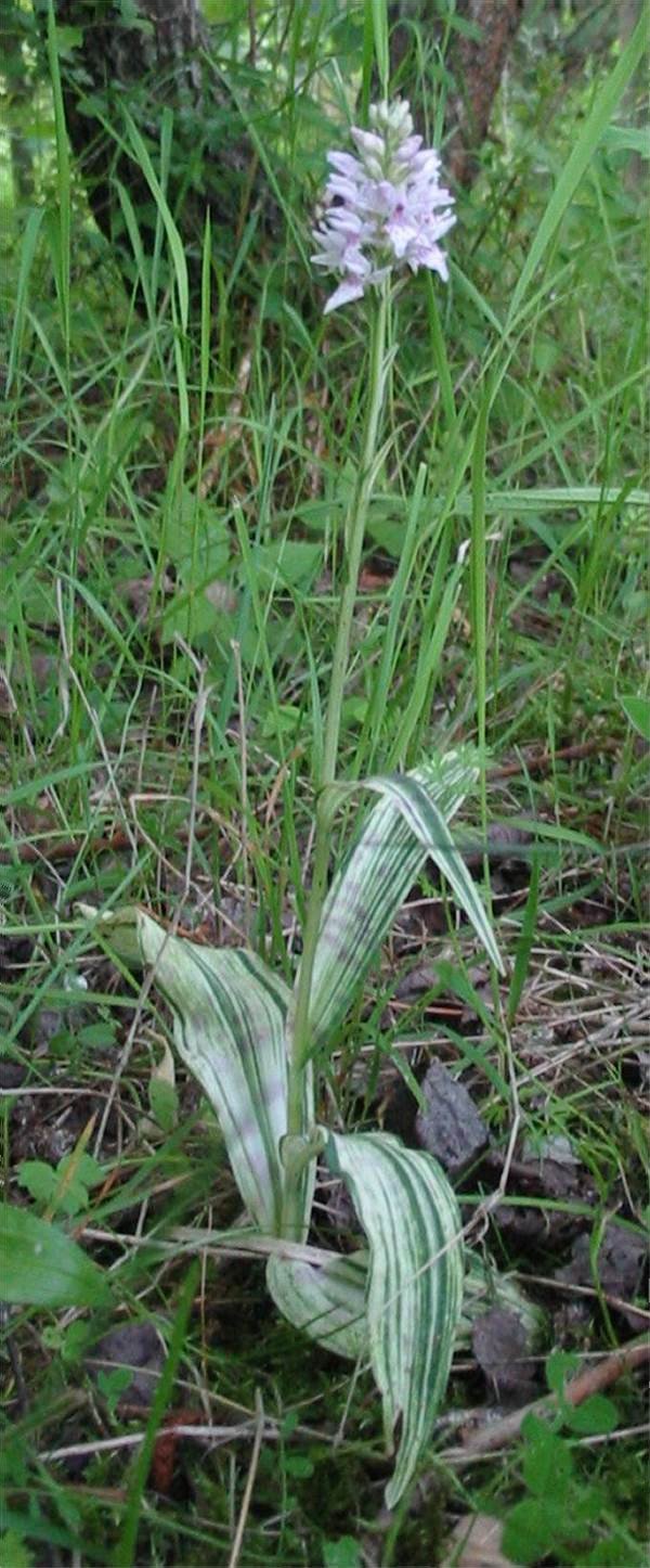 Howardian Local Nature Reserve Common Spotted-orchid (Variegated)