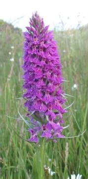 Common Spotted-orchid x
  Southern Marsh-orchid