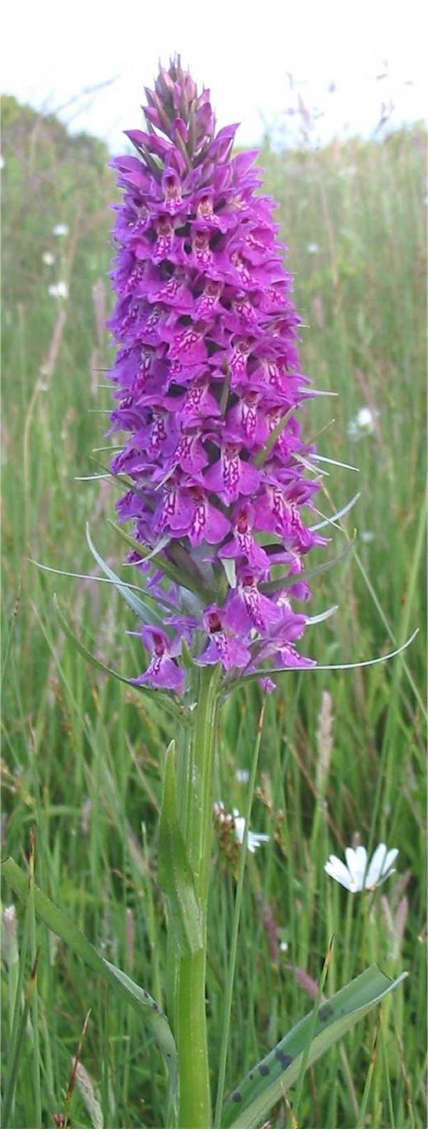 Howardian Local Nature Reserve Common Southern Marsh-orchid