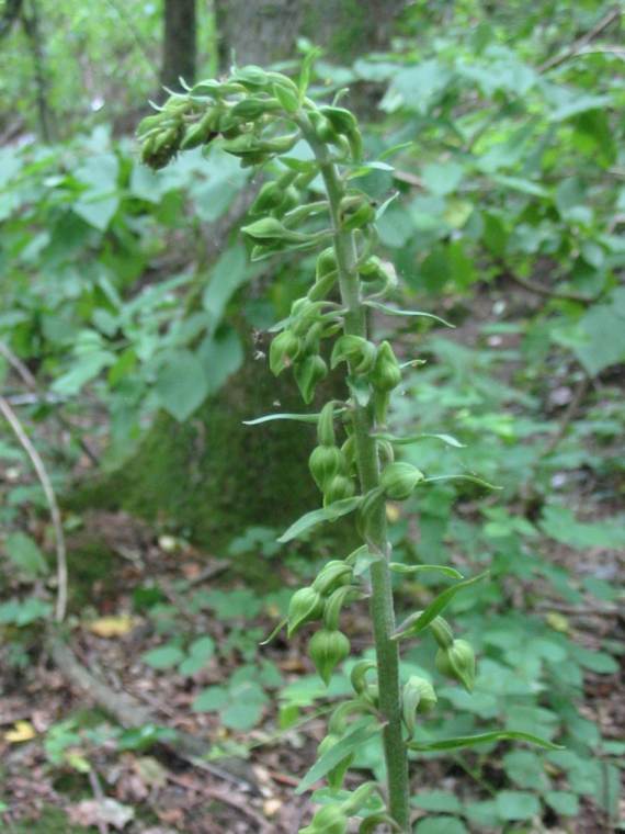 Howardian Local Nature Reserve Broad-leaved Helleborine bud