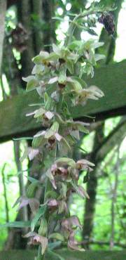 Broad-leaved Helleborine