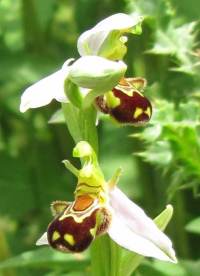 Bee Orchid