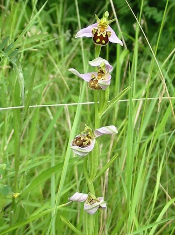 Howardian Local Nature Reserve Common Spotted-orchids