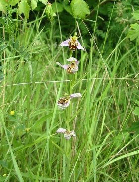 Bee Orchid
  data sheet