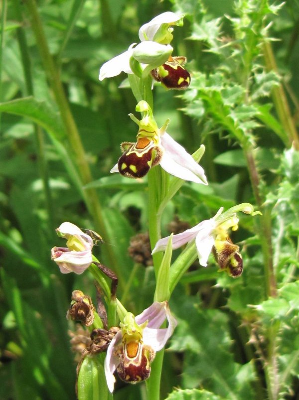 Howardian Local Nature Reserve Bee Orchid detail