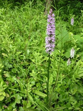 Common Spotted-orchid