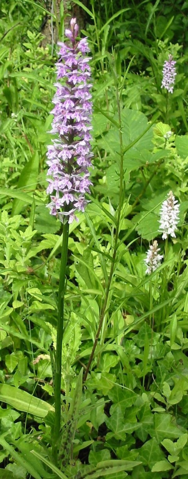 Howardian Local Nature Reserve Common Spotted-orchid (Dactylorhiza fuchsii)