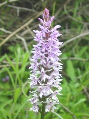 Common Spotted Orchid detail