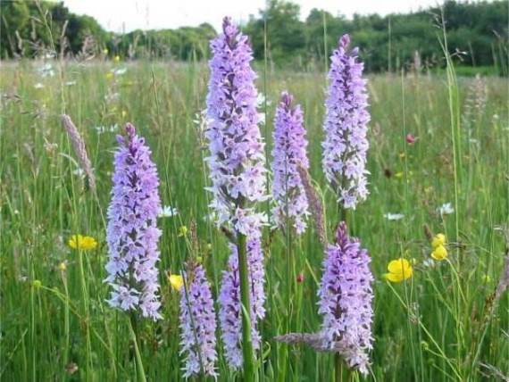 Common Spotted-orchids in flower ~ 13th June
  on the Wildflower Meadow
  Howardian Local Nature Reserve