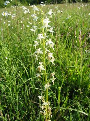 Greater Butterfly Orchid