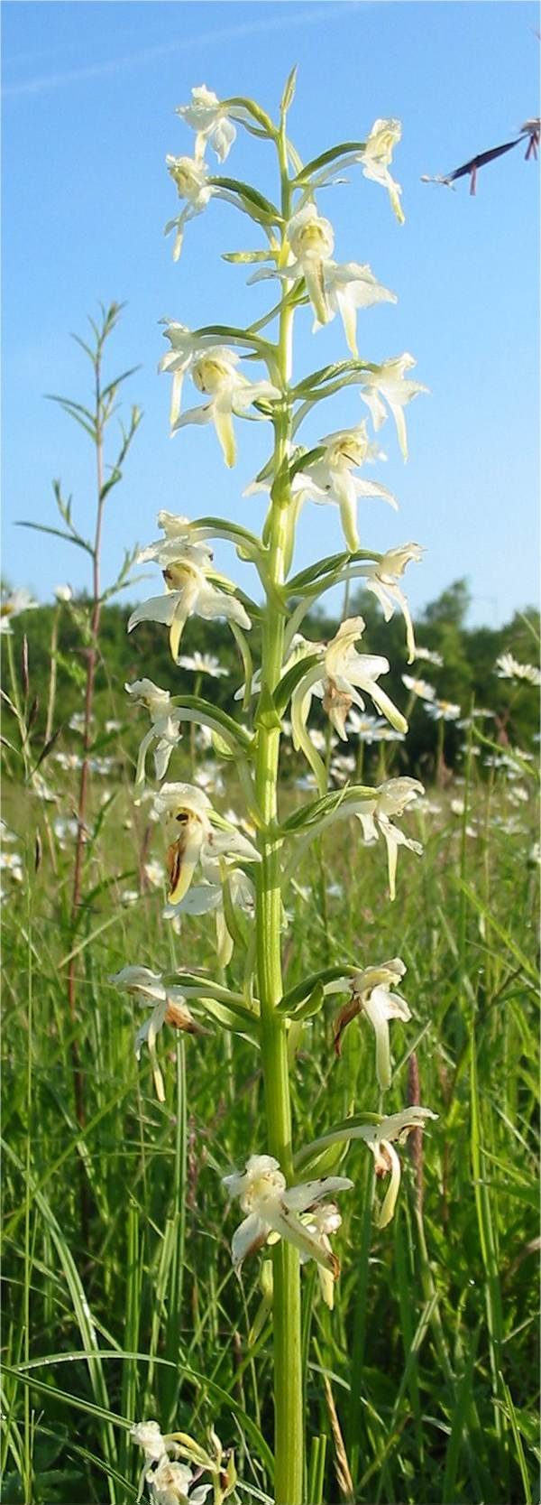 Howardian Local Nature Reserve Gteater Butterfly Orchid