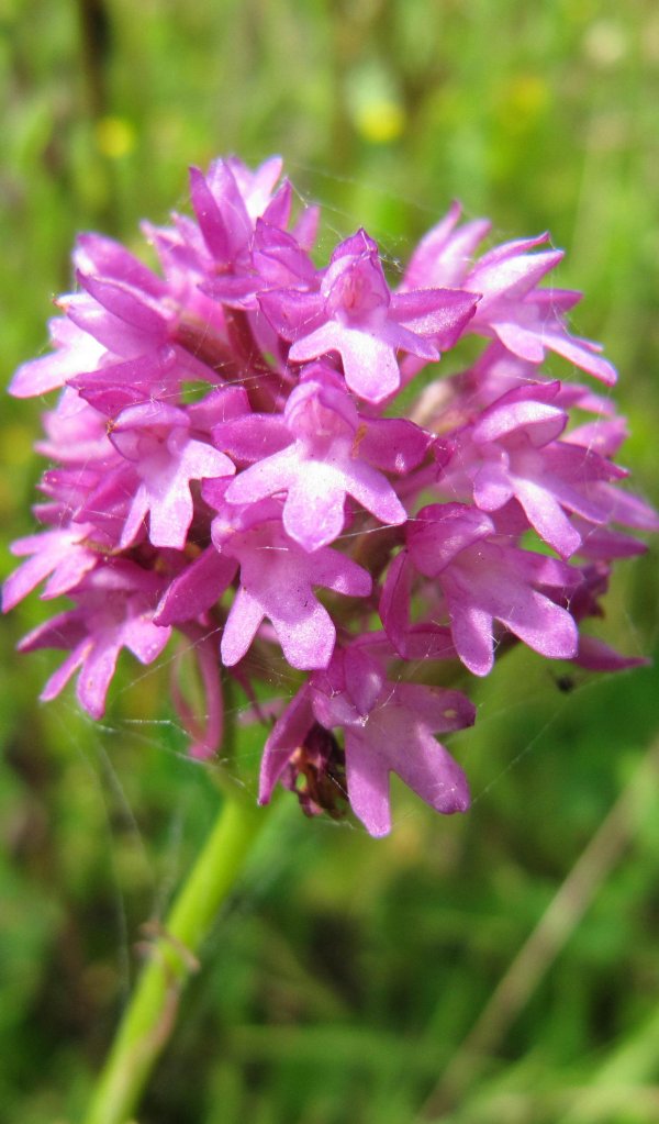 Howardian Local Nature Reserve Pyramidal Orchid