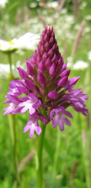 Pyramidal Orchid