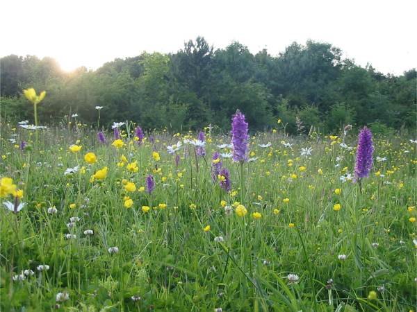 Orchids on the Wildflower Meadow