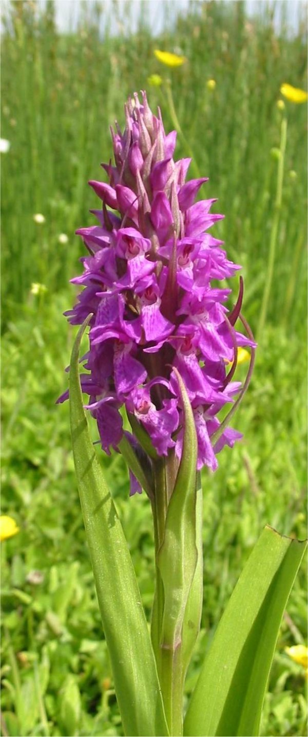 Southern Marsh-orchid