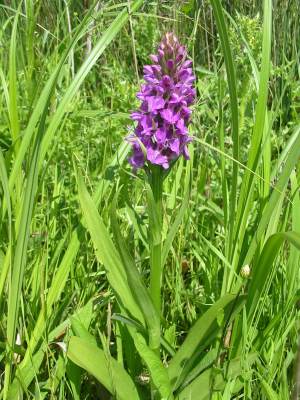 Southern Marsh-orchid Southern Marsh-orchid