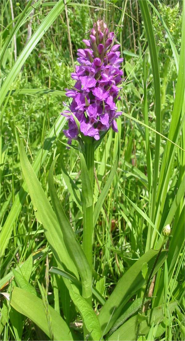Howardian Local Nature Reserve Southern Marsh-orchid
(Dactylorhiza praetermissa)