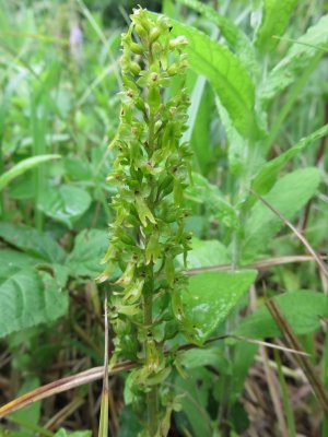 Twayblade