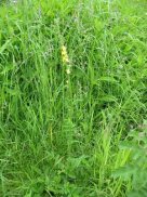 Common Agrimony