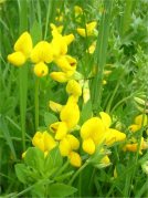 Bird's-foot Trefoil