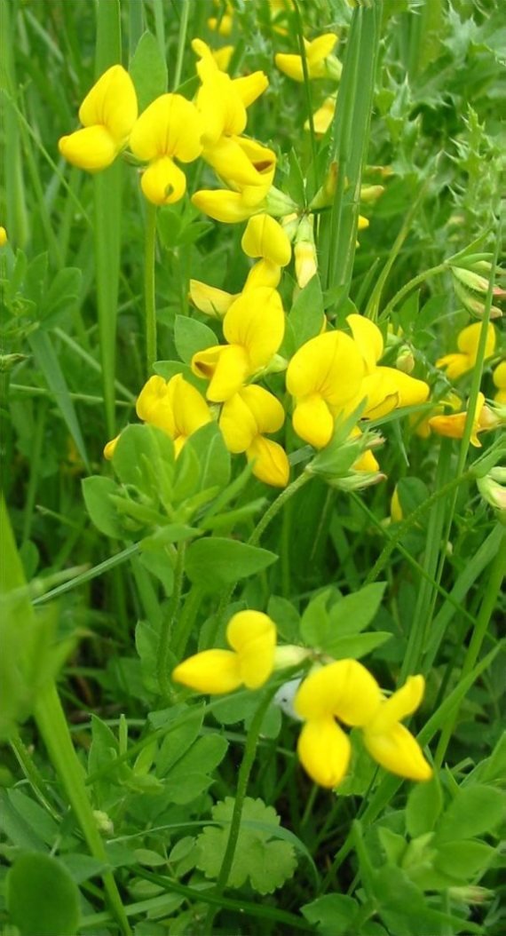 Howardian Local Nature Reserve Bird's-foot Trefoil