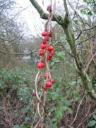 Black Bryony fruit