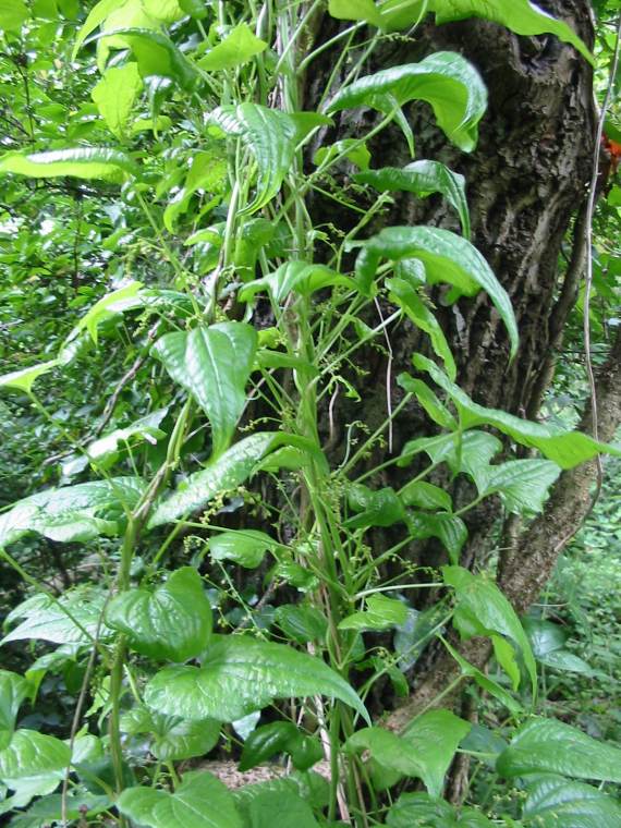 Howardian Local Nature Reserve Black Bryony