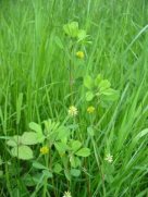 Black Medick