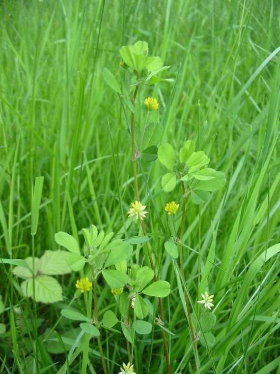 Howardian Local Nature Reserve Black Medick