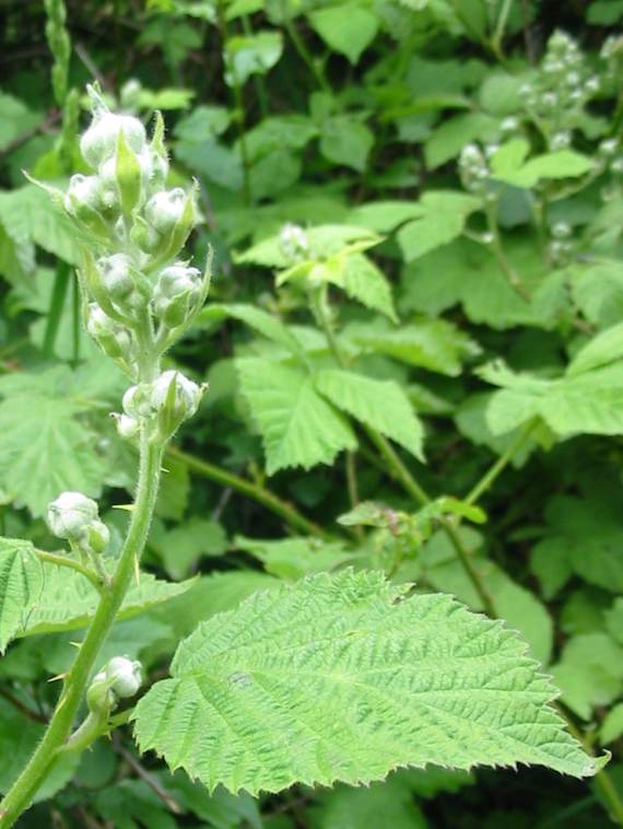 Howardian Local Nature Reserve Bramble, Blackberry bud