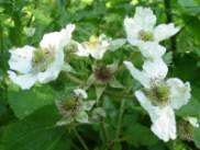 Bramble, Blackberry flower