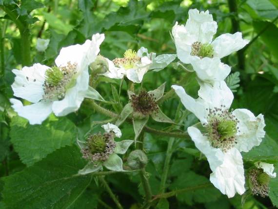 Howardian Local Nature Reserve Bramble, Blackberry flower