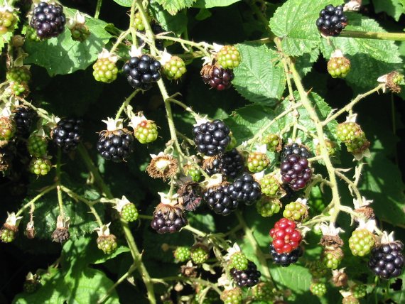 Howardian Local Nature Reserve Bramble, Blackberry