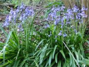 Bluebell