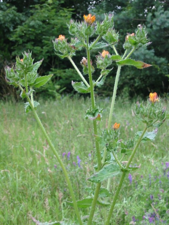 Howardian Local Nature Reserve Bristly Oxtongue