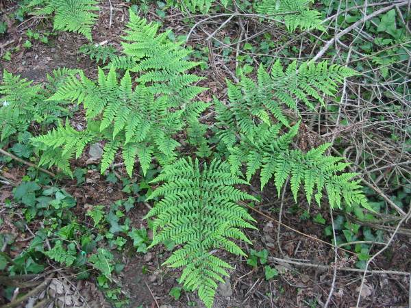 Howardian Local Nature Reserve Broad buckler-fern