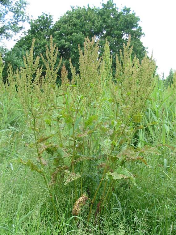 Howardian Local Nature Reserve Broad-leaved Dock