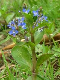 Brooklime