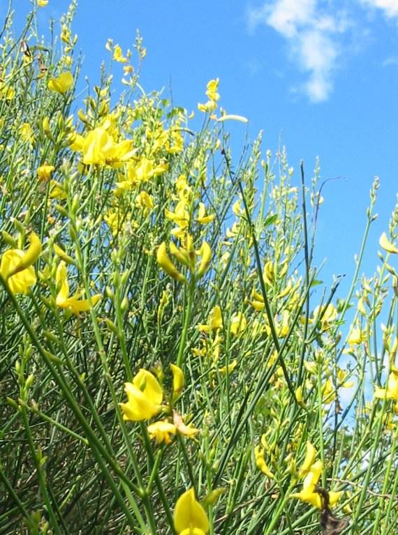 Howardian Local Nature Reserve Broom
